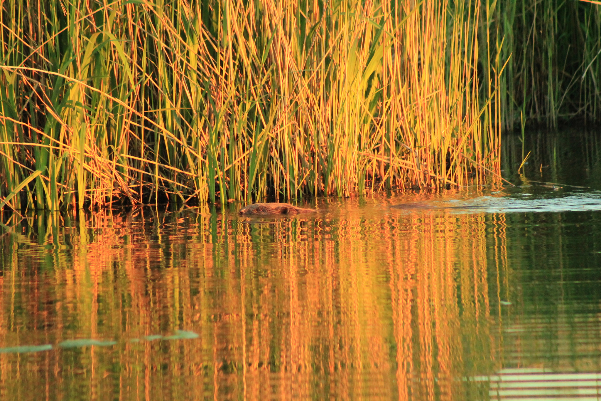 Canon EF 75-300mm f/4-5.6 sample photo. 3 zonsondergang, aan het meertje in de ooypolder, nijmegen; dassenburcht.  sunset, at the lake in... photography
