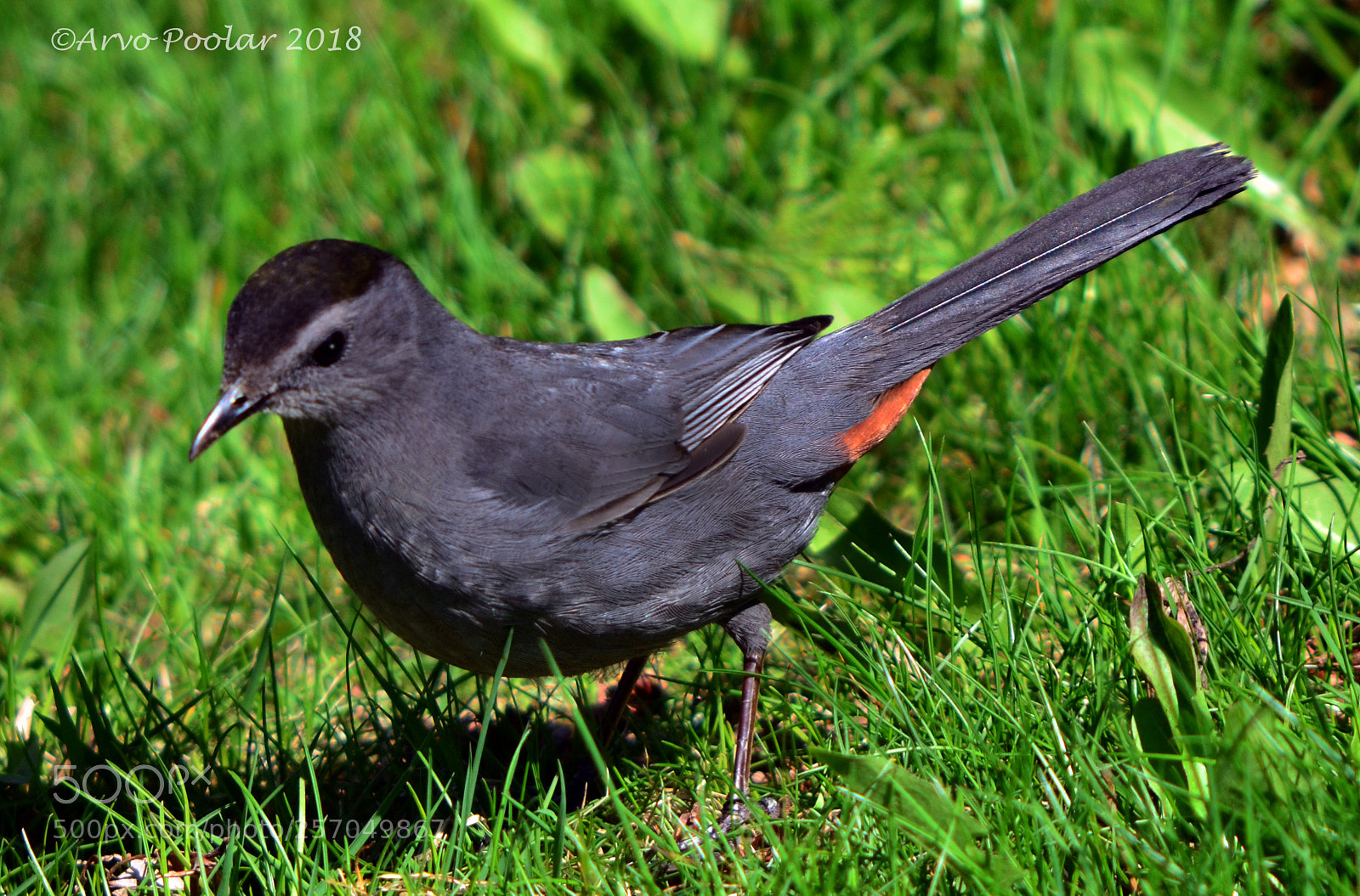 Nikon D7000 sample photo. Gray catbird photography
