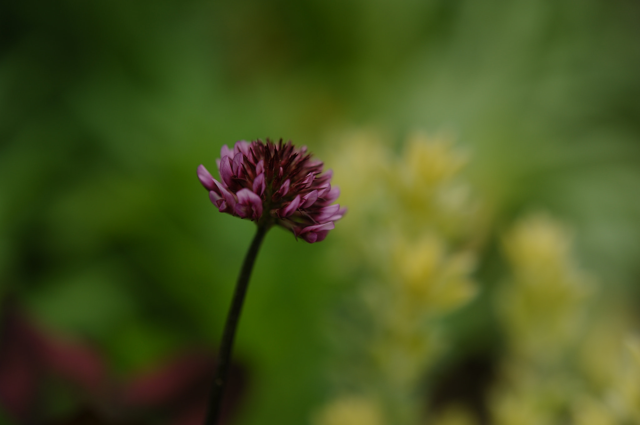 Nikon AF-S Micro-Nikkor 60mm F2.8G ED sample photo. Clover photography