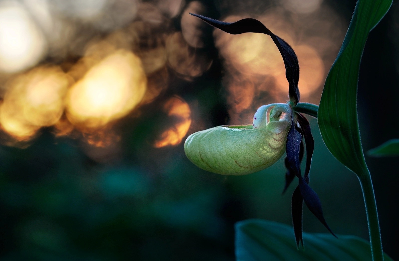 Nikon D300 sample photo. Lady slipper photography