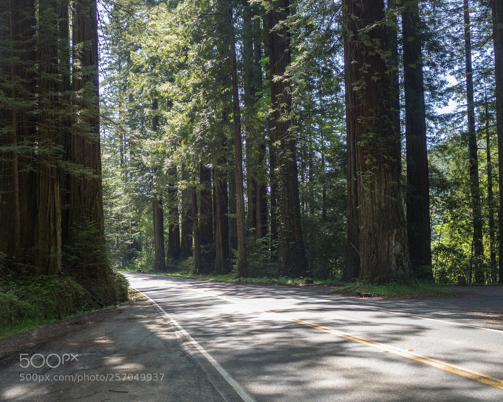 Olympus OM-D E-M5 II sample photo. Redwoods on the avenue photography