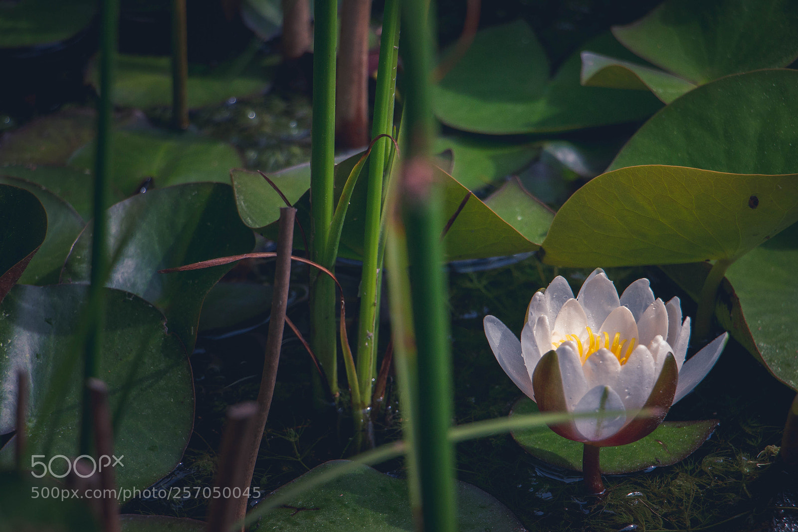 Canon EOS 70D sample photo. Waterlily photography