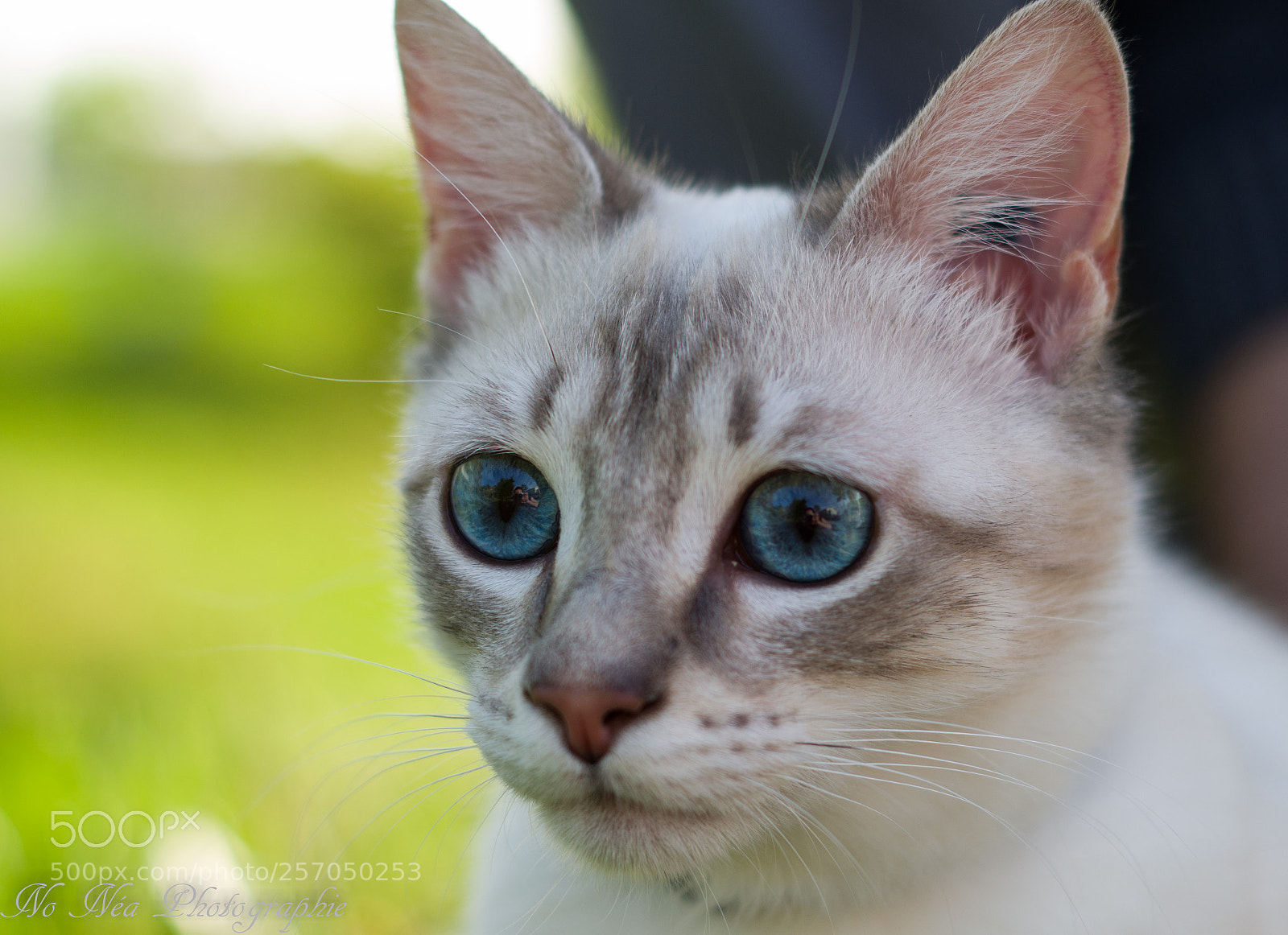 Pentax K-S2 sample photo. Bleu eye cat photography