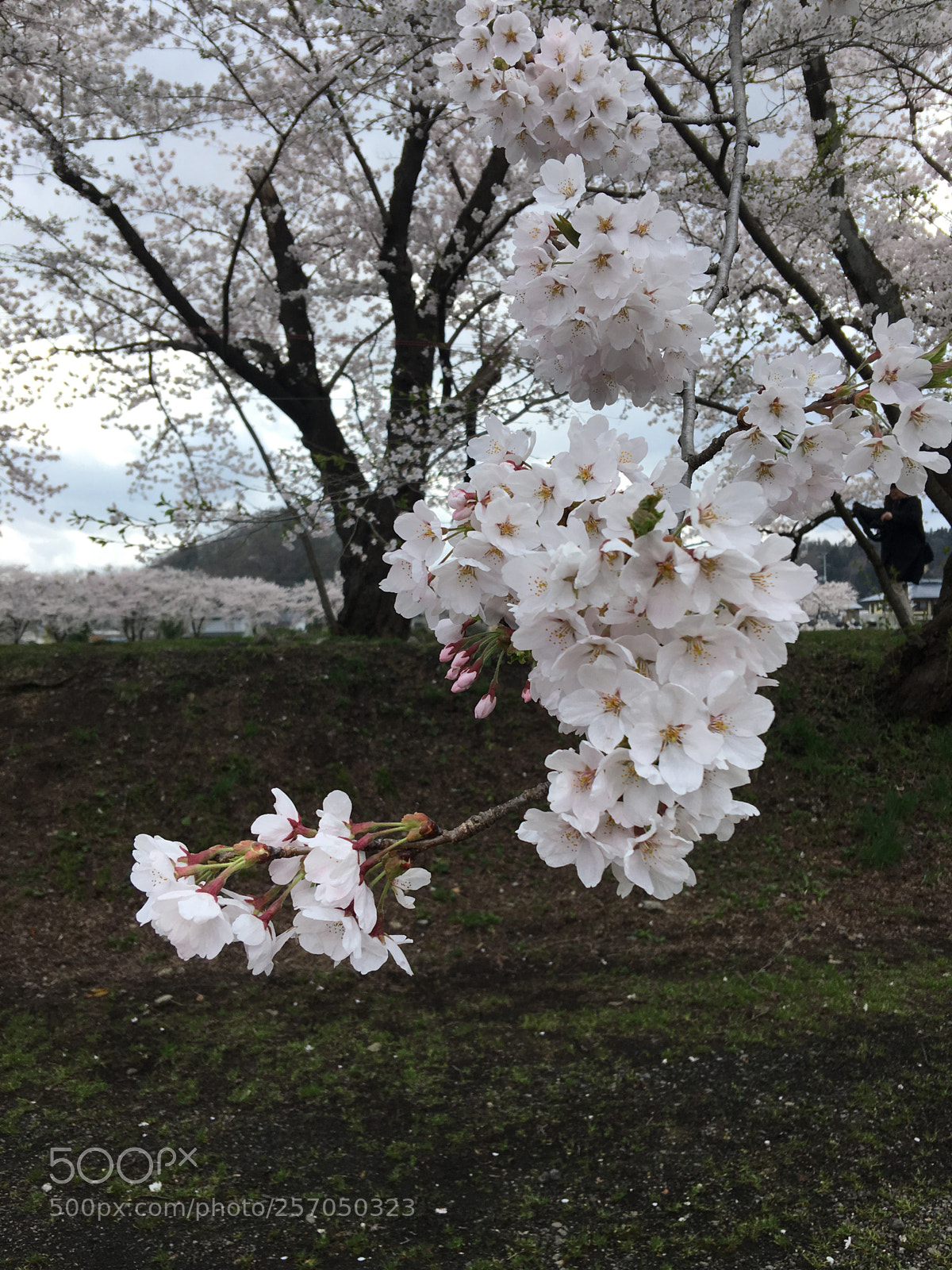 Apple iPhone 6s Plus sample photo. Cherry blossom at hinokinai photography