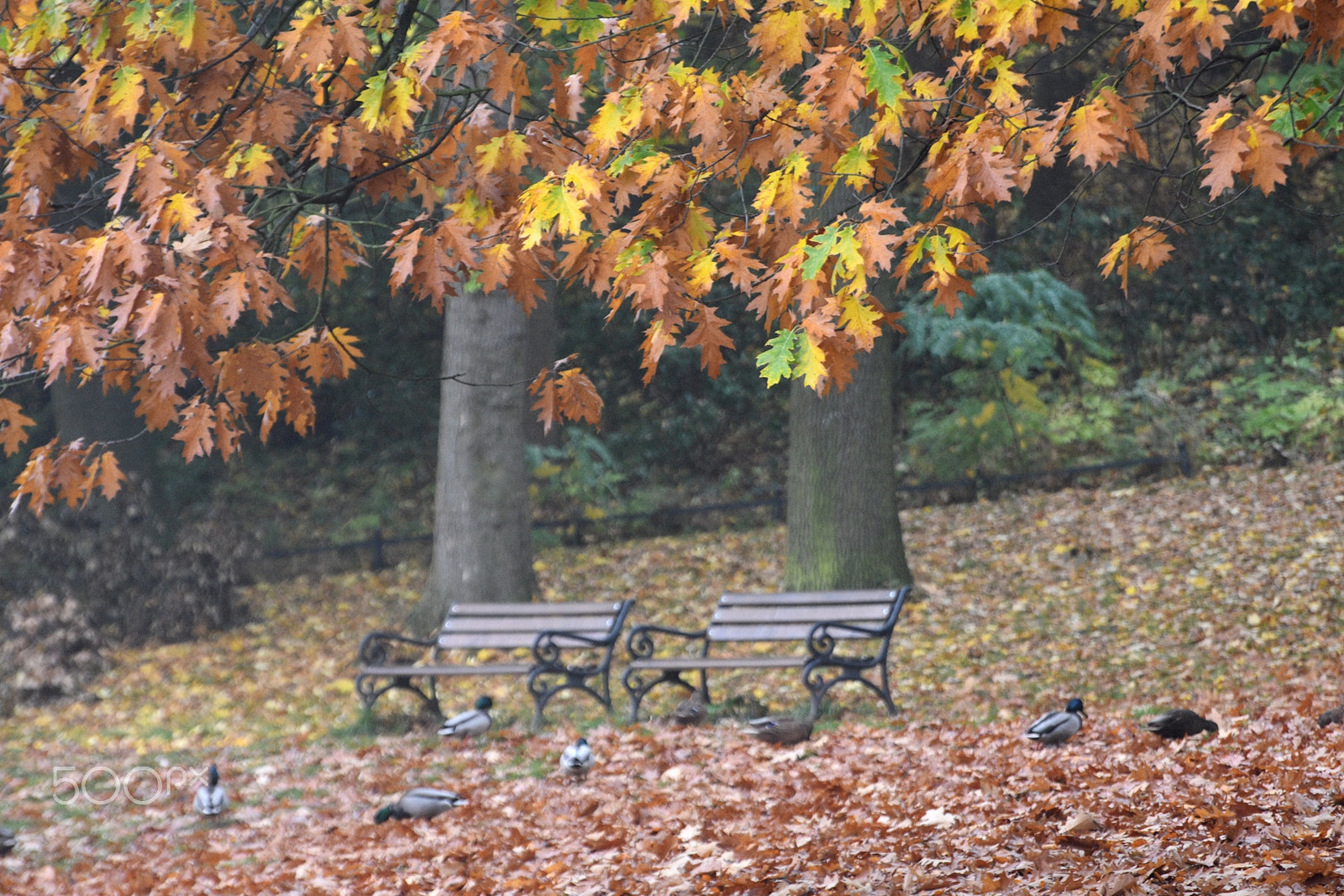 Nikon D7200 sample photo. Autum in berlin photography