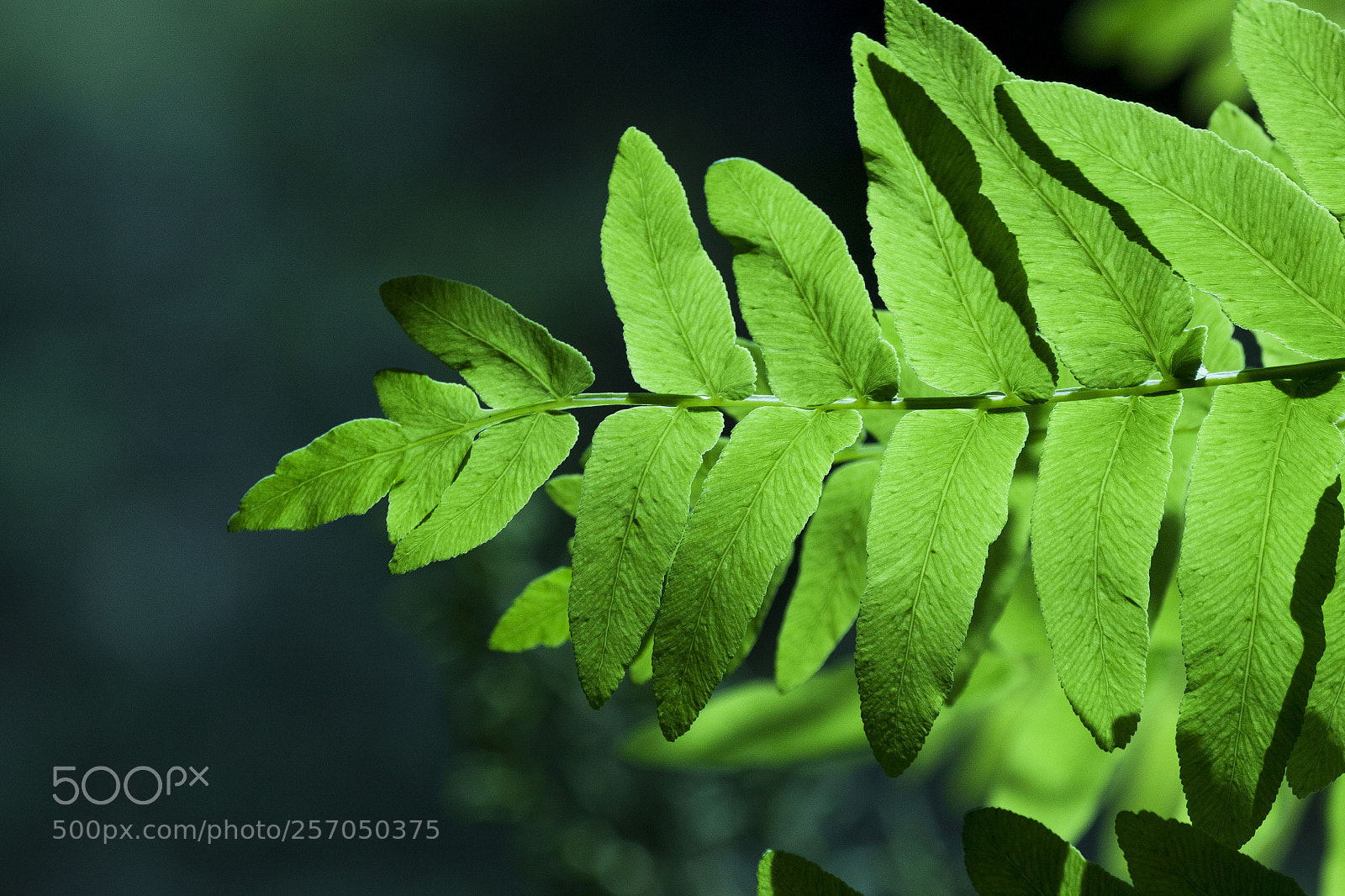 Canon EOS 50D sample photo. Leaf photography