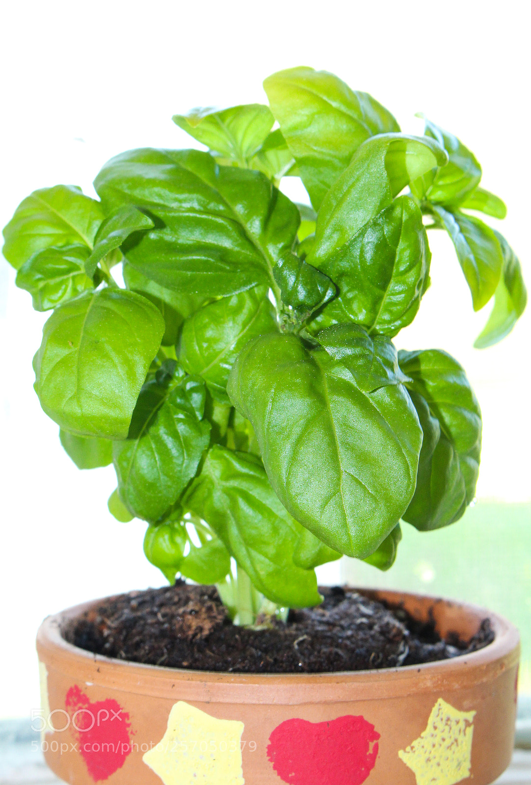Canon EOS 100D (EOS Rebel SL1 / EOS Kiss X7) sample photo. Basil_plant_in_window photography