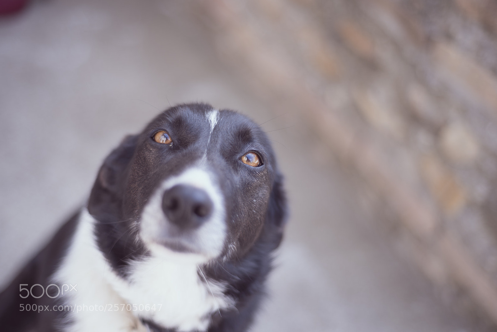 Nikon D750 sample photo. Timidité  photography