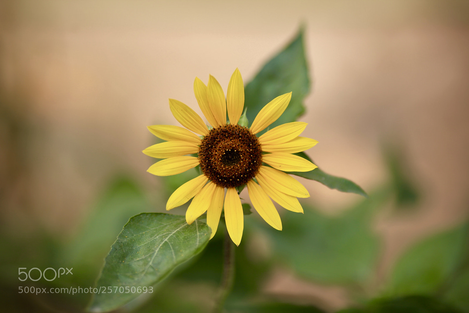 Canon EOS 5D Mark II sample photo. Afternoon sunflower photography