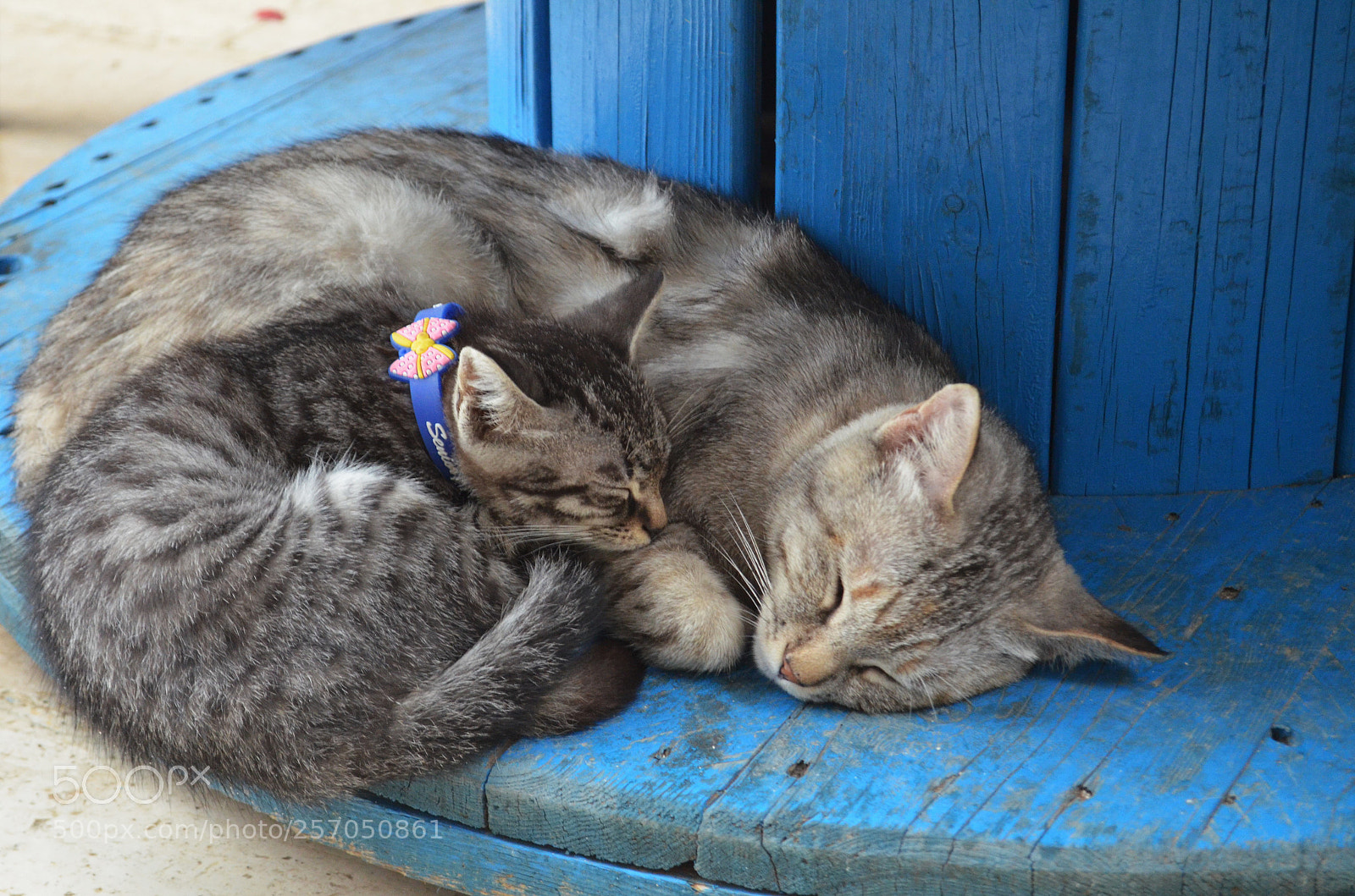 Nikon D5100 sample photo. Kitten photography