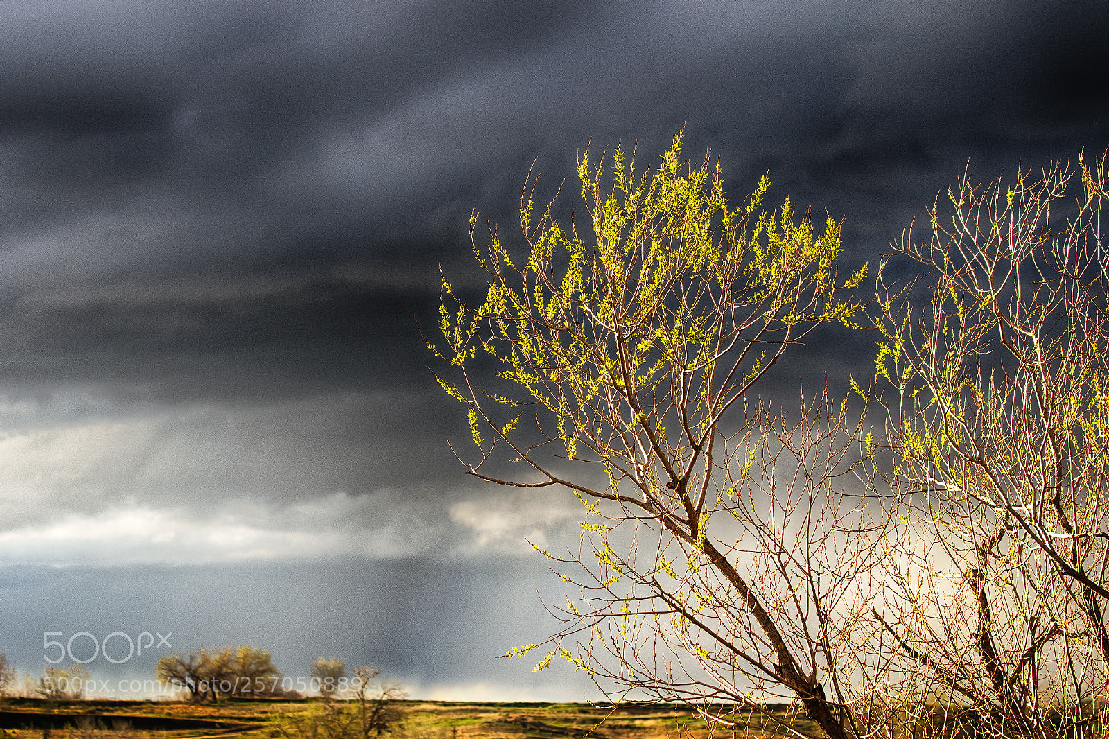 Canon EOS 7D Mark II sample photo. Spring light photography