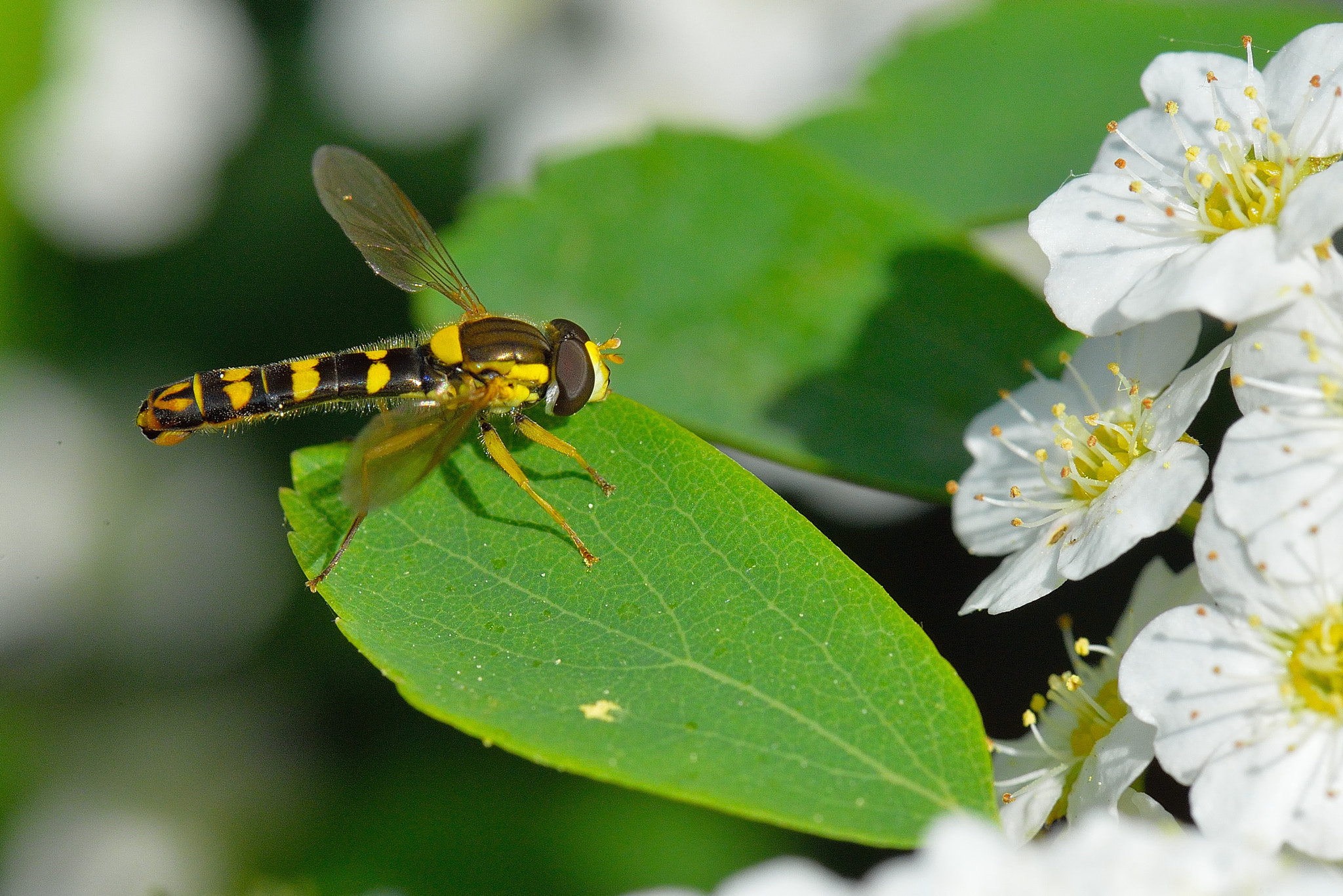 Nikon AF-S Micro-Nikkor 105mm F2.8G IF-ED VR sample photo. Ready to fly photography