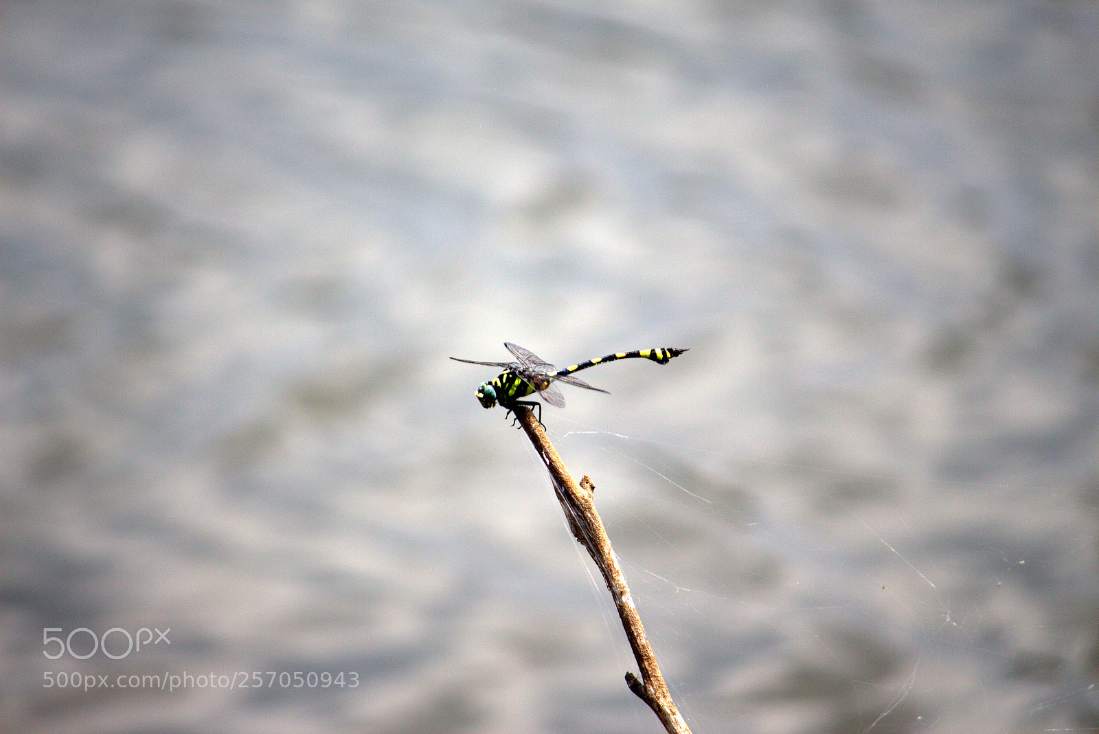 Canon EF-S 55-250mm F4-5.6 IS II sample photo. Img photography