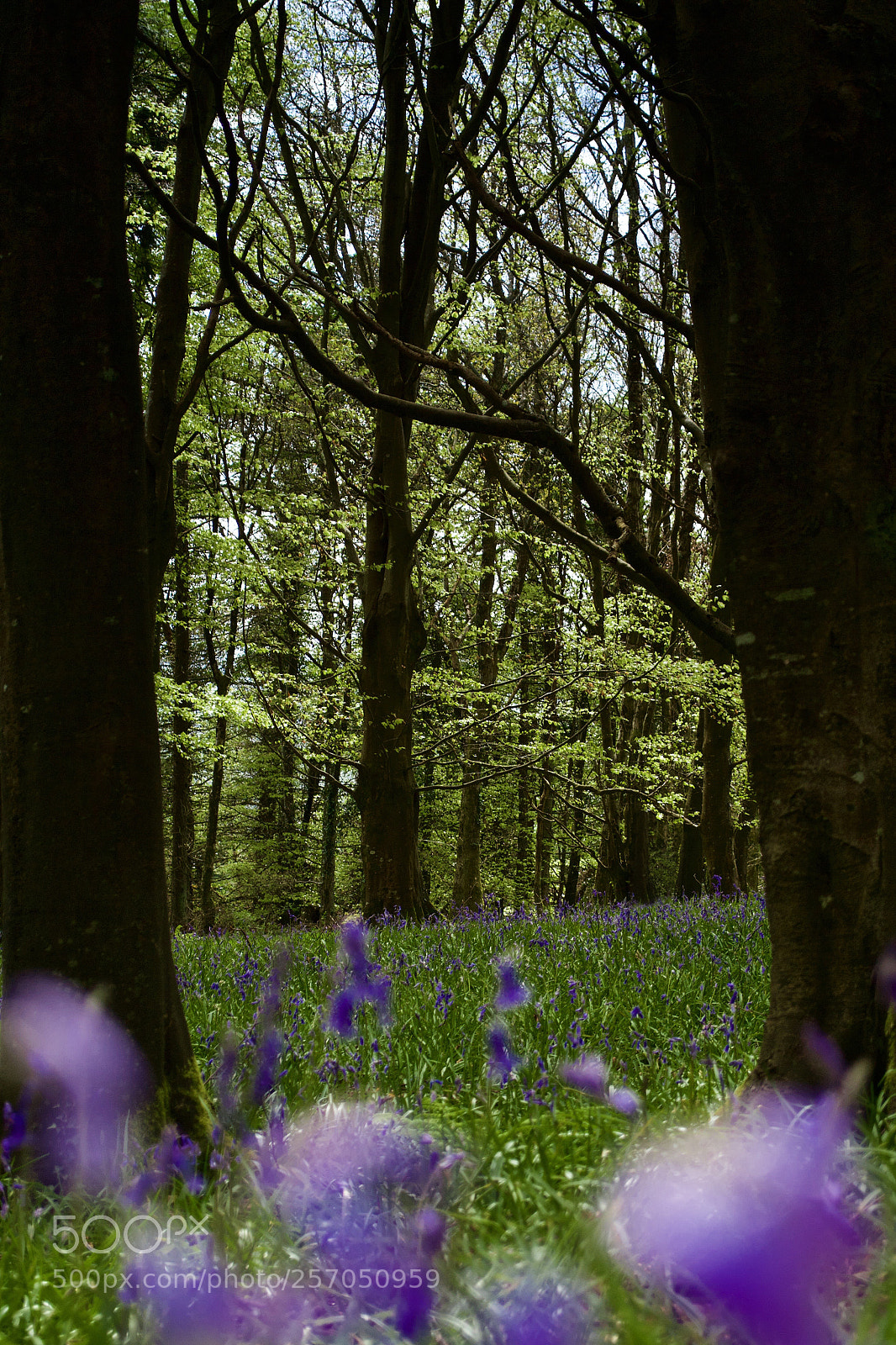 Nikon D3100 sample photo. Bluebell dell photography