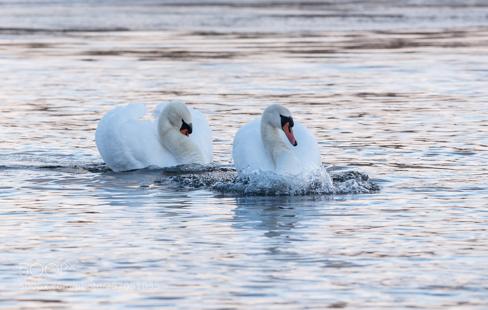 Nikon D750 sample photo. Swans photography