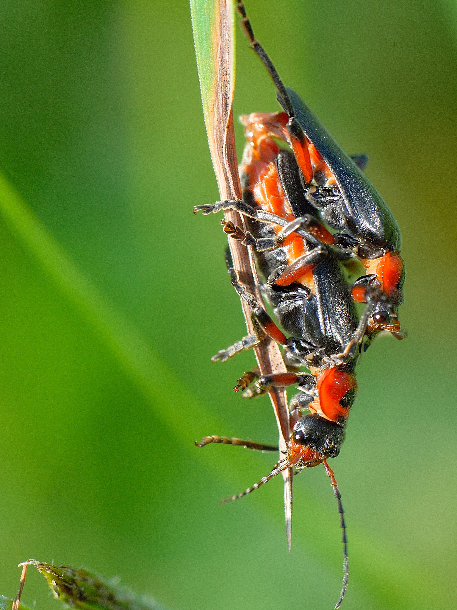 Nikon Df + Nikon AF-S Micro-Nikkor 105mm F2.8G IF-ED VR sample photo. Love# photography