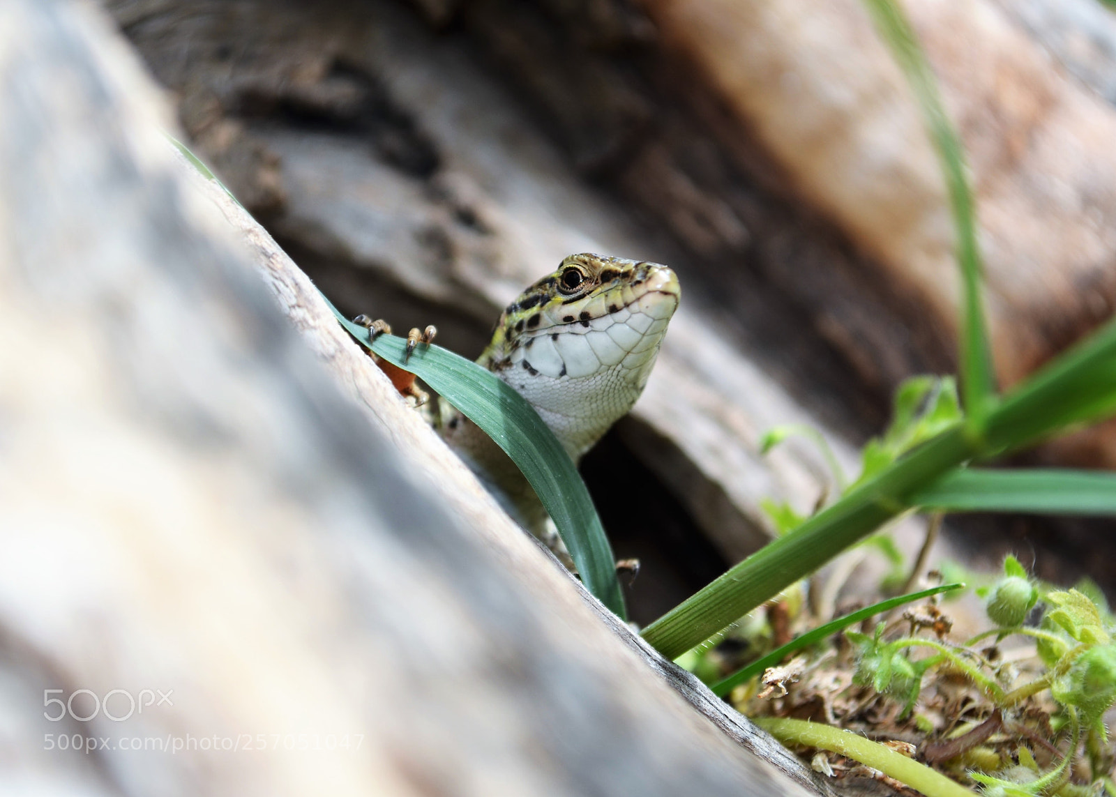 Nikon D5100 sample photo. Hello friend photography