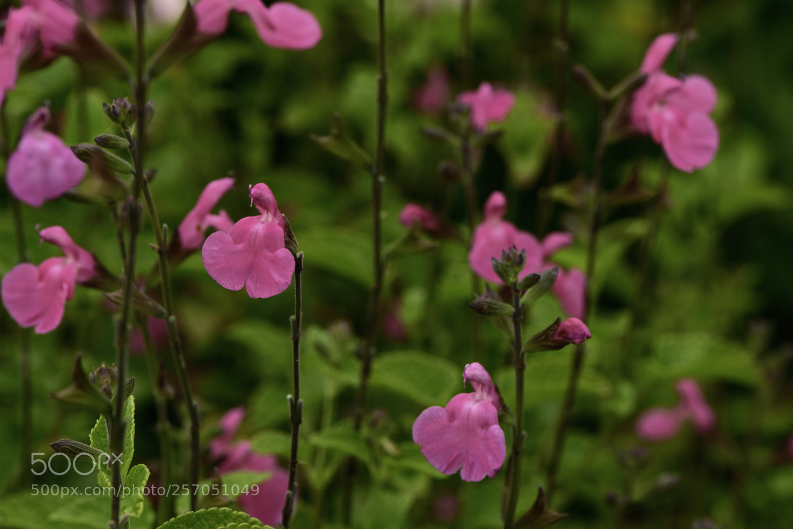 Nikon D750 sample photo. Smile more photography