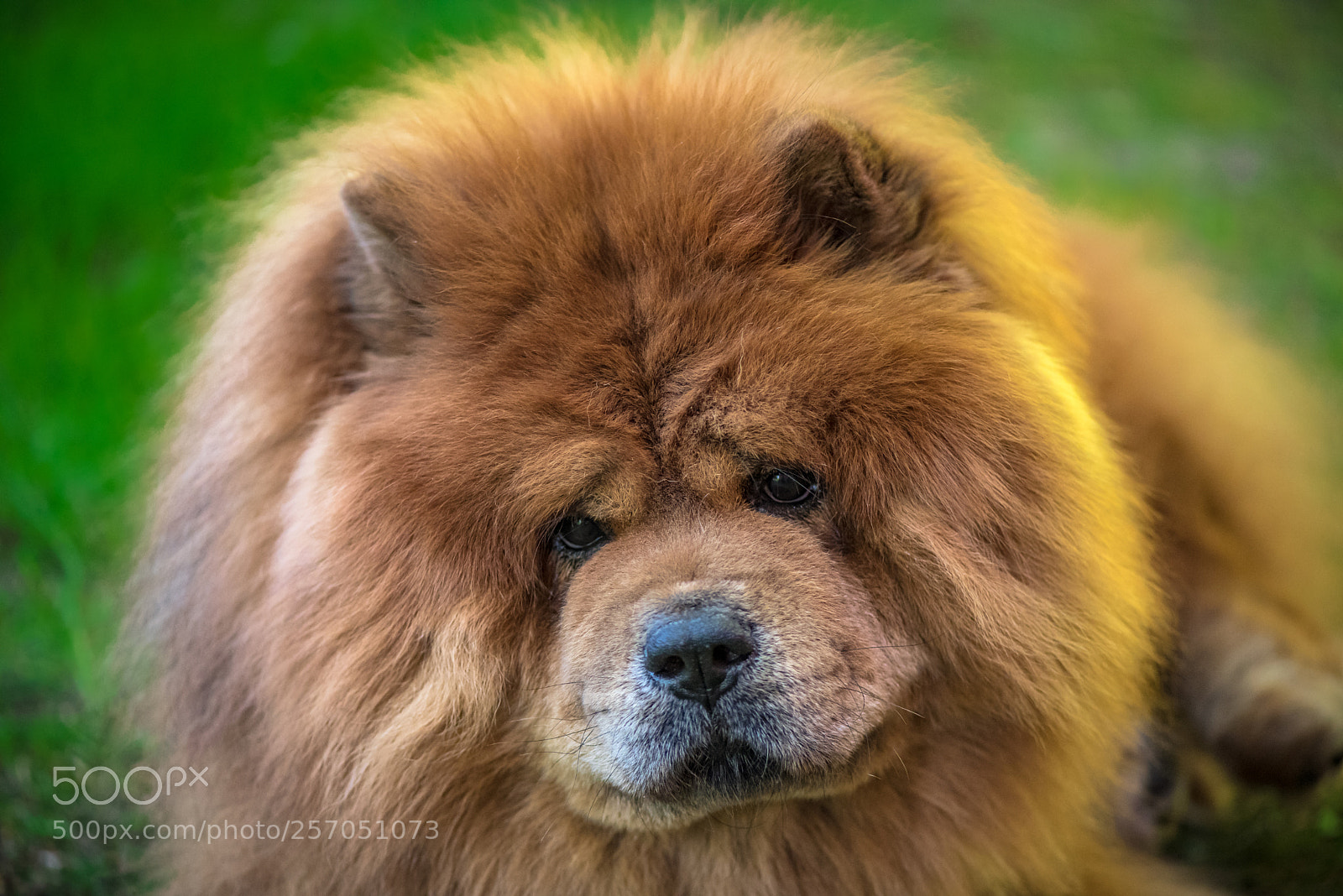 Nikon D750 sample photo. Chow chow photography