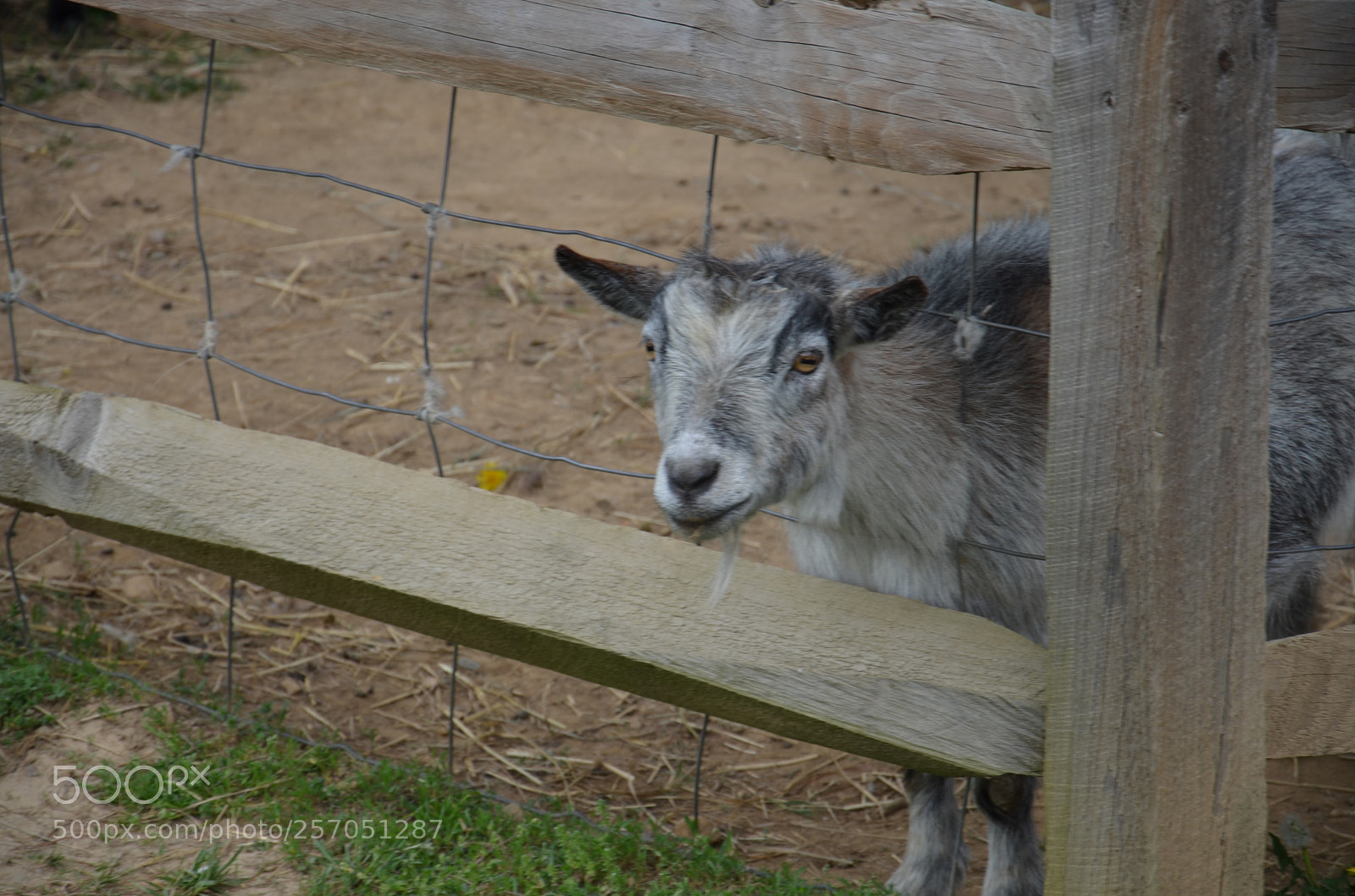 Nikon D7000 sample photo. Untitled photography