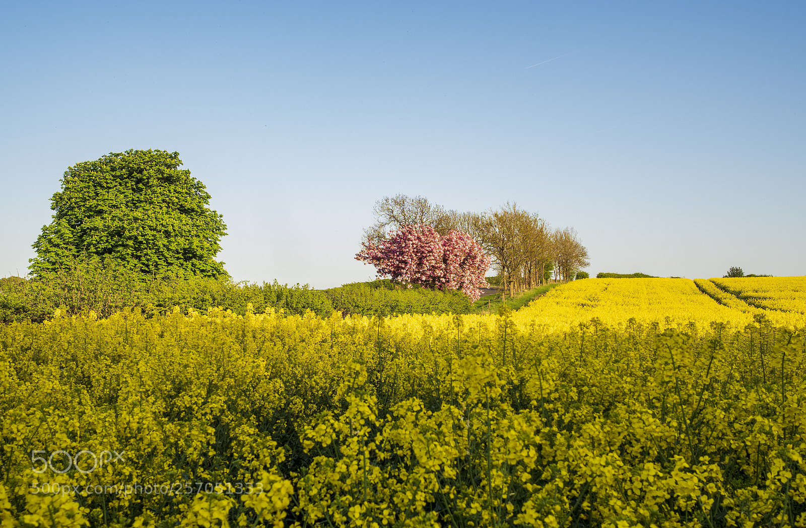Olympus PEN-F sample photo. Yellow, blue, green with photography