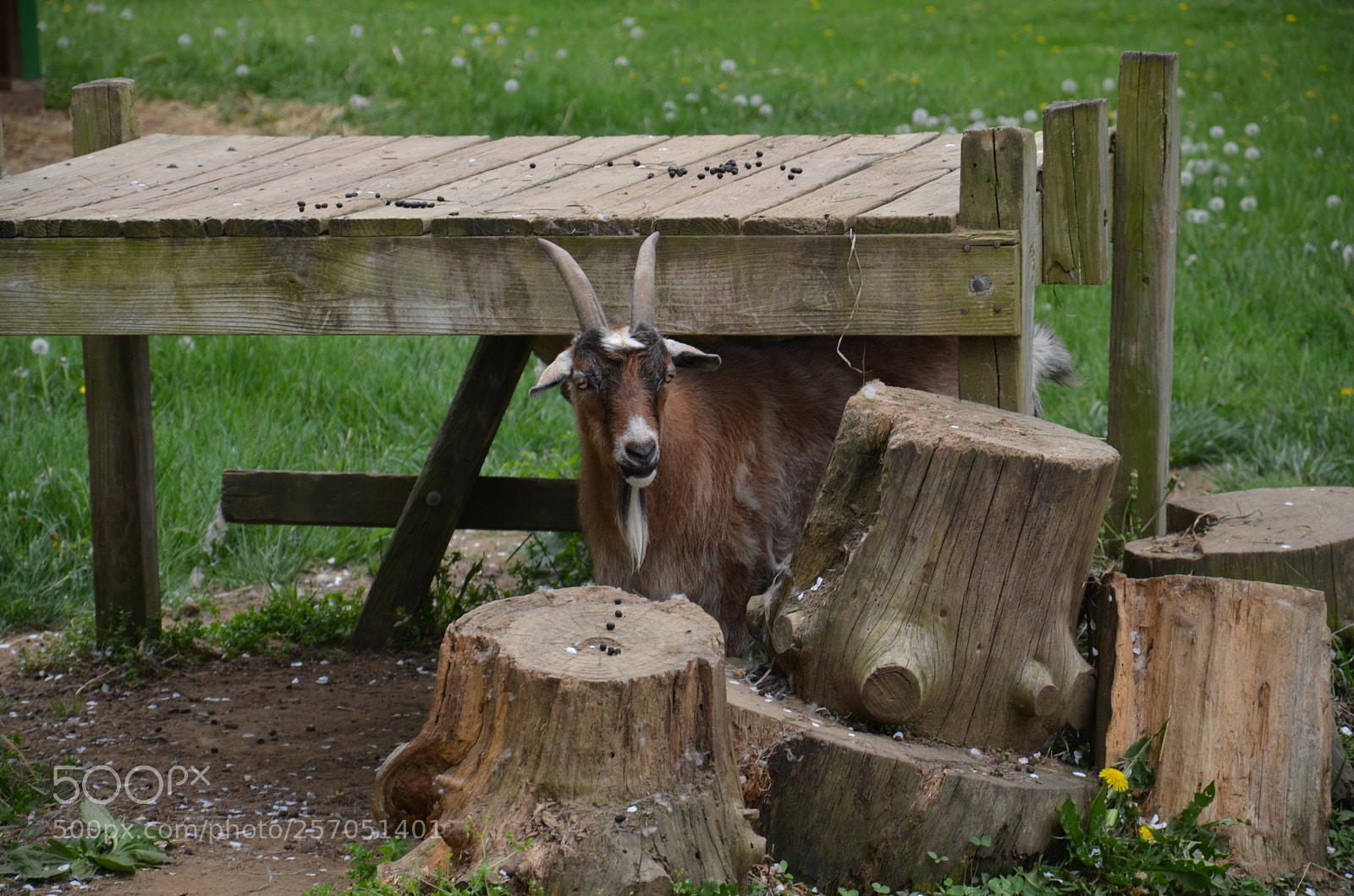 Nikon D7000 sample photo. Peeking photography