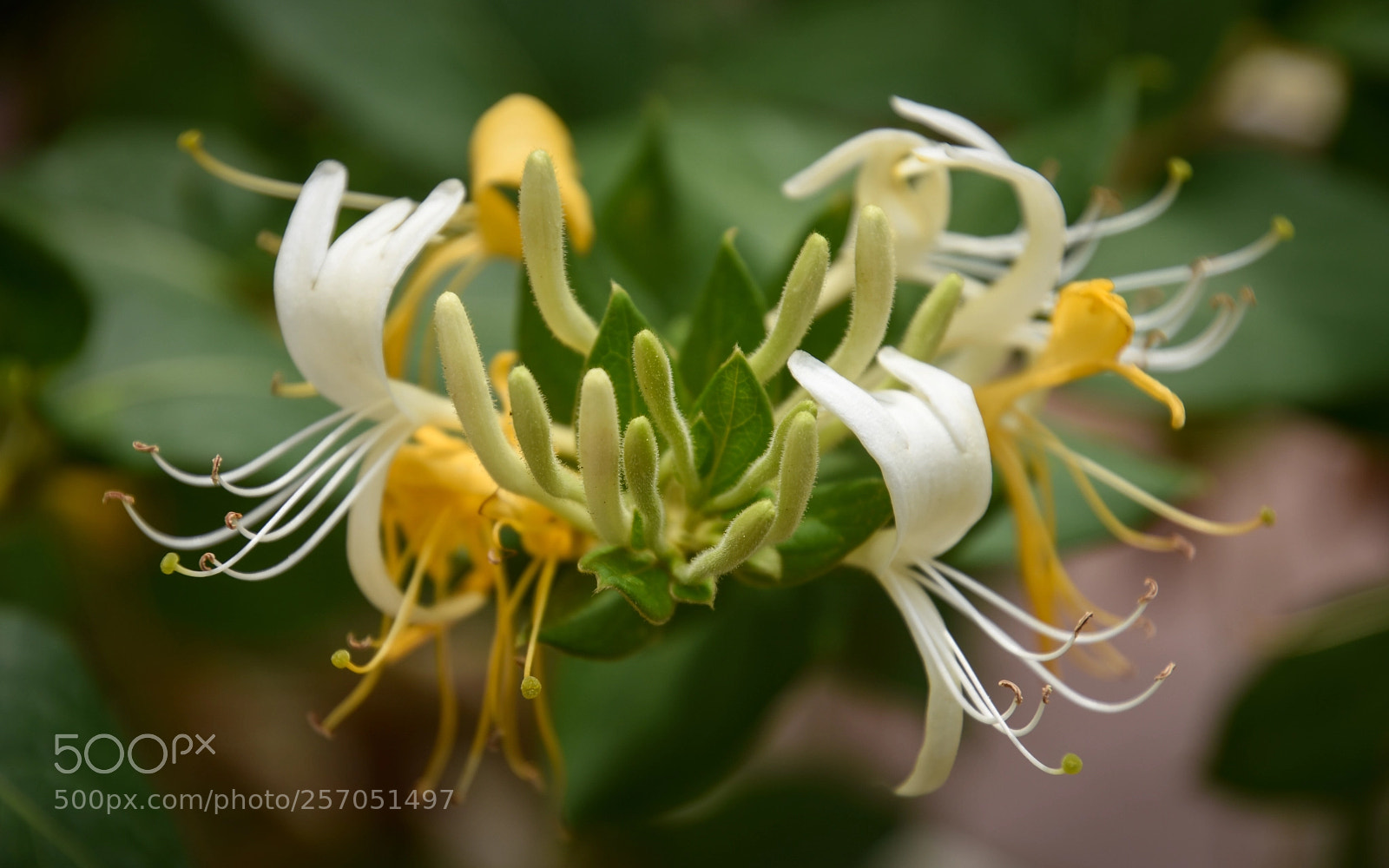 Nikon D7200 sample photo. Lonicera japonica cv. “halliana” photography