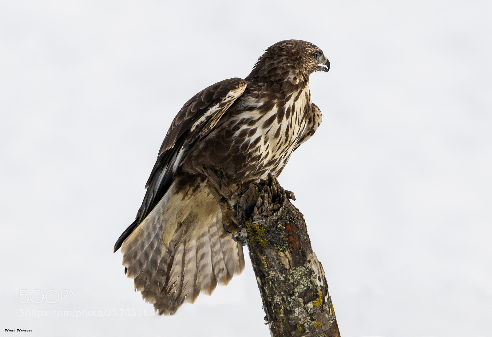 Canon EOS 77D (EOS 9000D / EOS 770D) sample photo. Busardo ratonero. photography