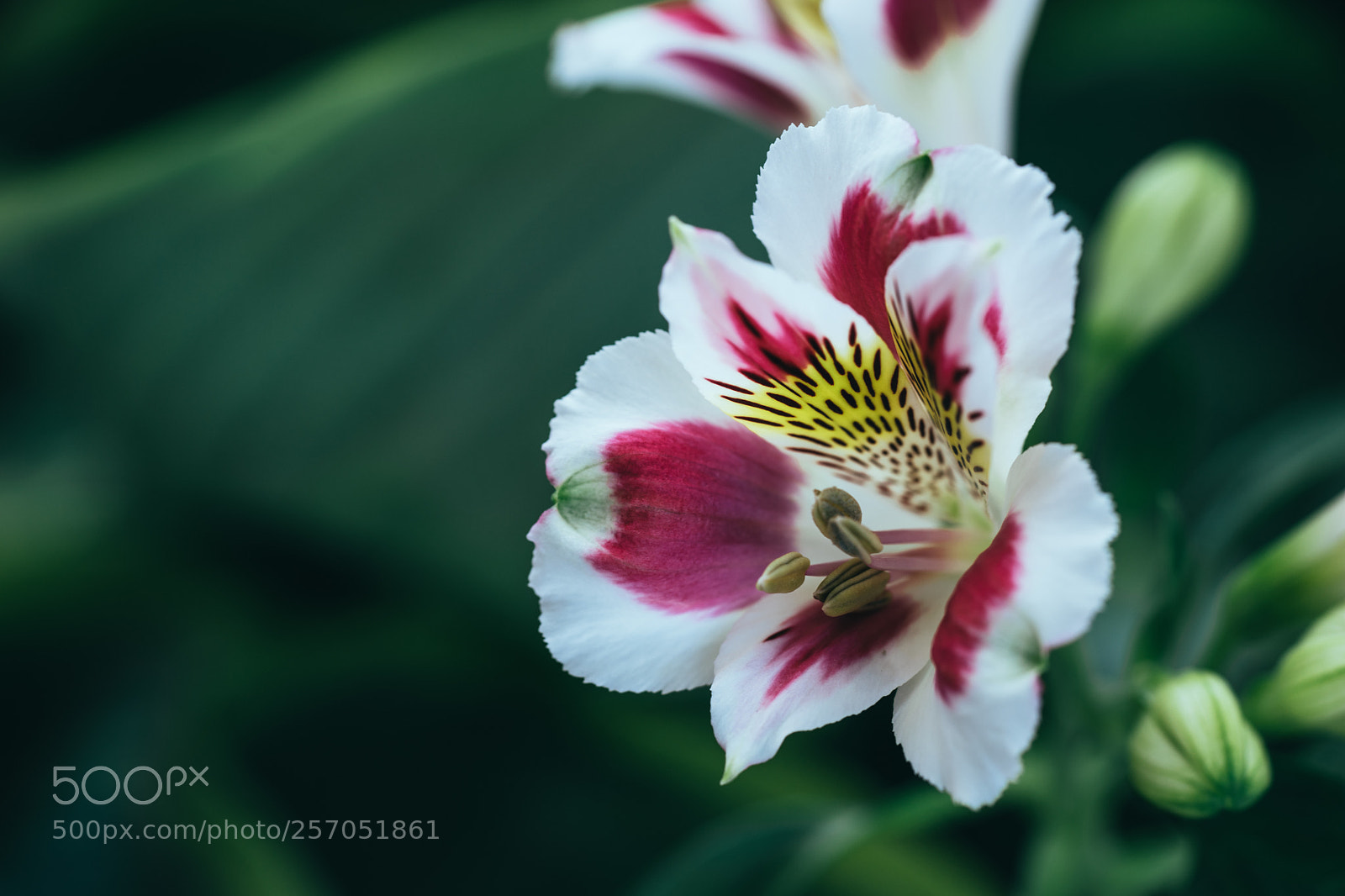 Sony a7 II sample photo. Alstroemeria photography