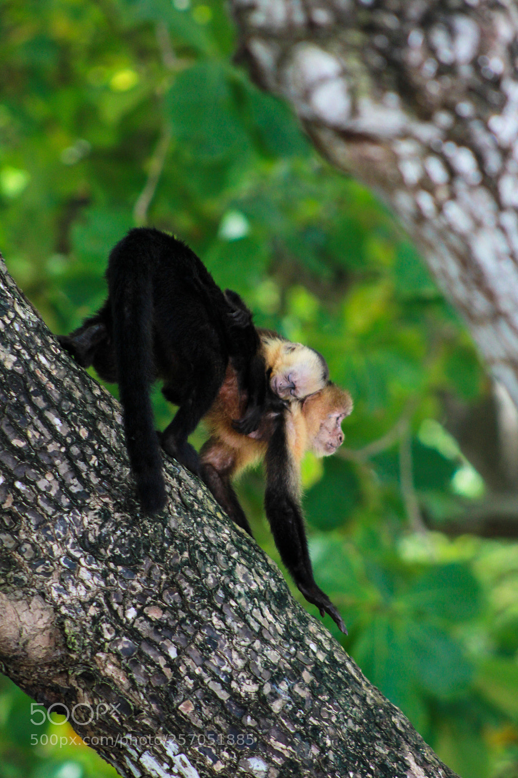 Canon EOS 1300D (EOS Rebel T6 / EOS Kiss X80) sample photo. Sleeping monkey photography