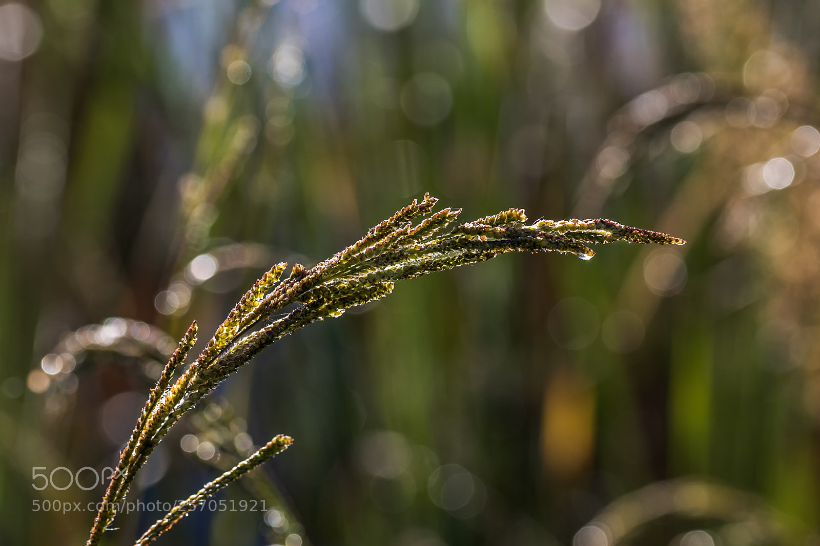 Canon EOS 7D Mark II sample photo. Grass bokeh photography