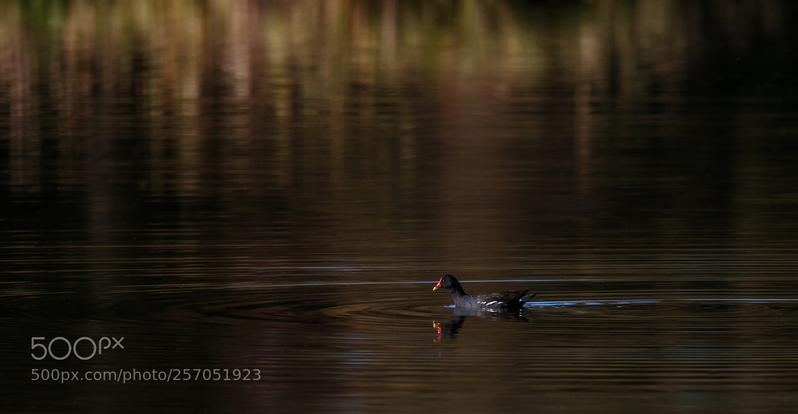 Canon EOS 7D Mark II sample photo. Reflections at kenmo photography