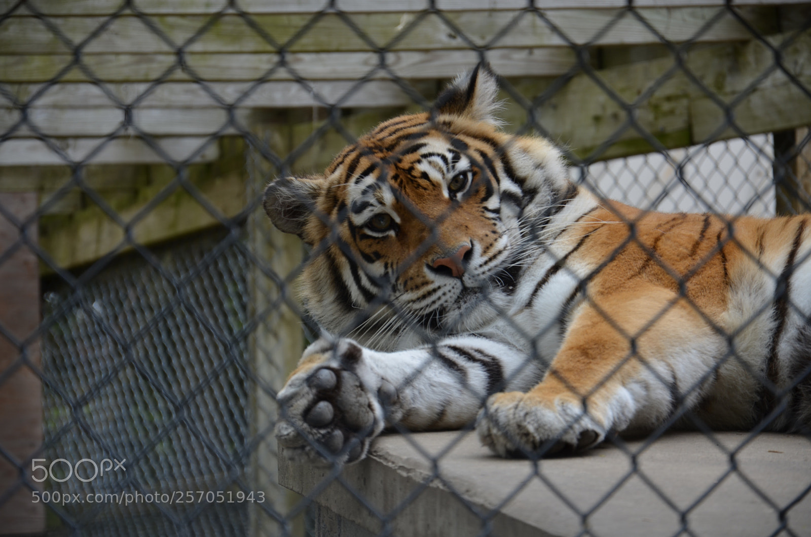 Nikon D7000 sample photo. Wake up photography