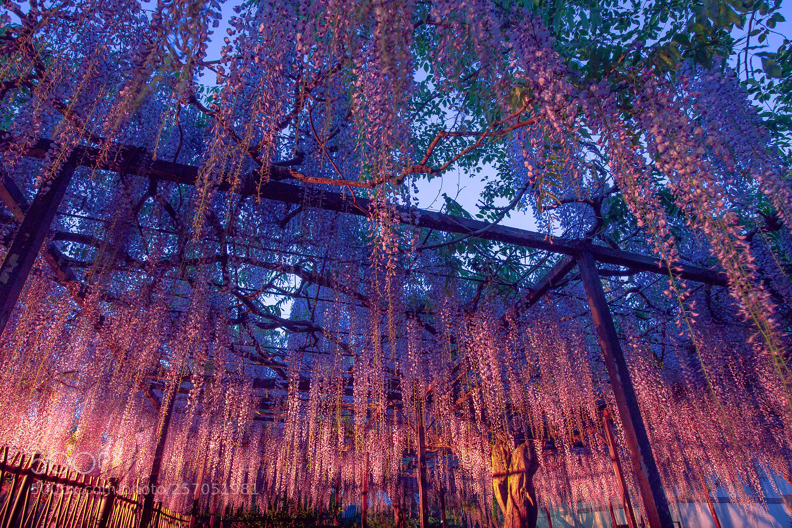 Canon EOS 6D sample photo. Wisteria photography