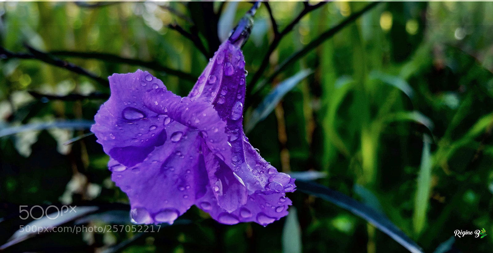 Samsung Galaxy Note4 sample photo. Purple rain photography