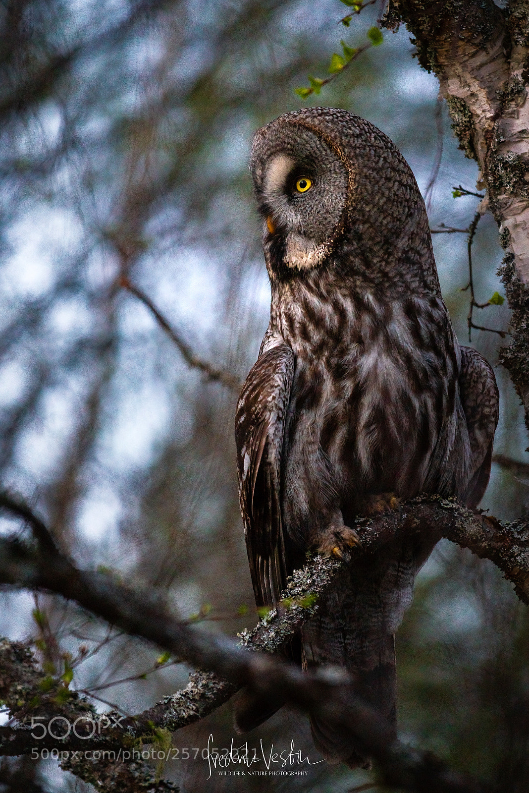 Nikon D610 sample photo. Strix nebulosa photography