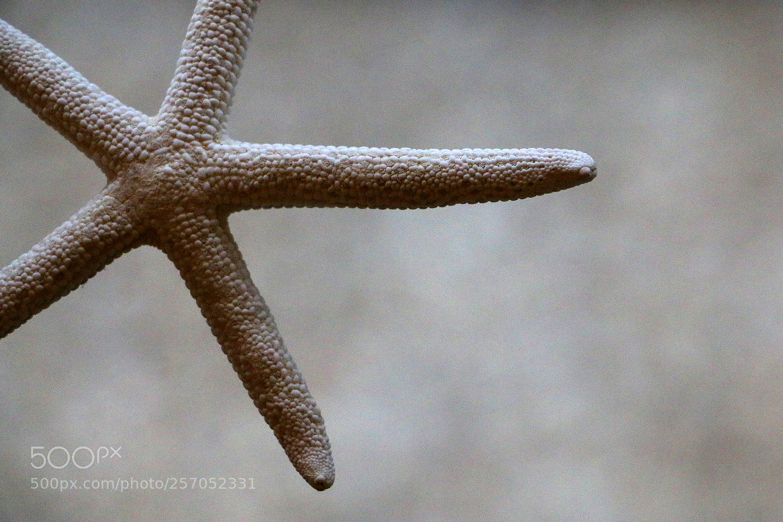 Canon EOS 70D sample photo. Starfish photography