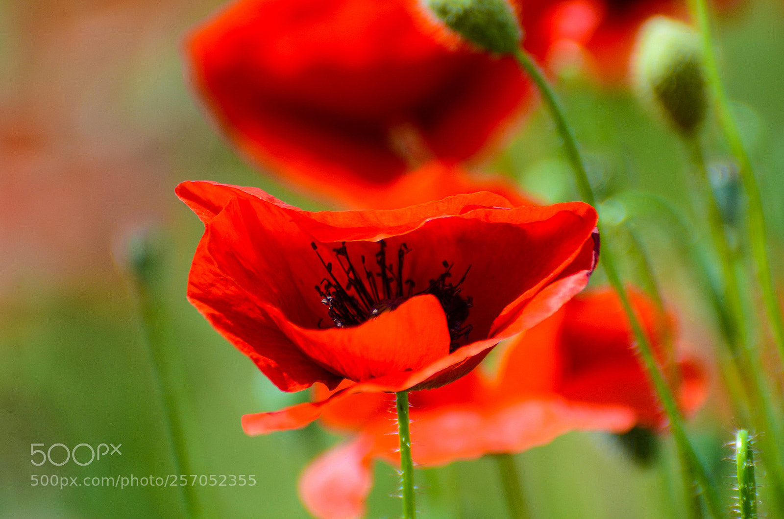 Nikon D7000 sample photo. Poppy flower photography