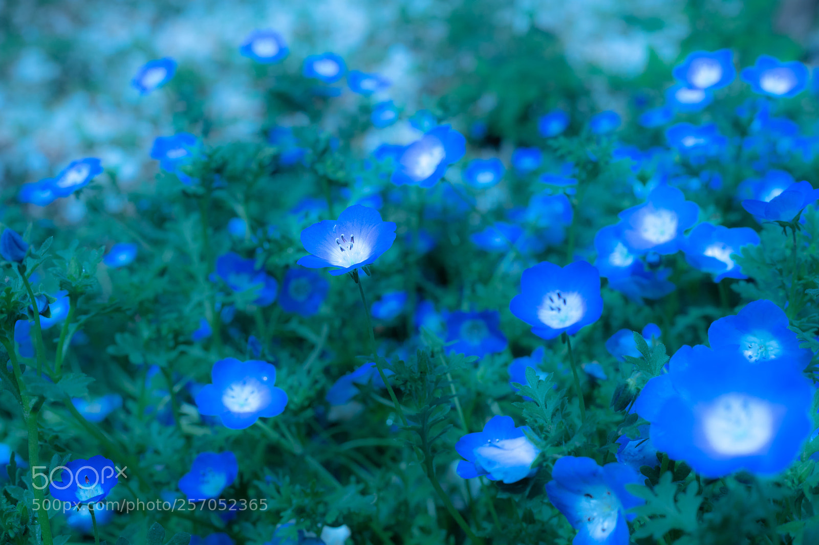 Canon EOS 6D Mark II sample photo. Nemophila. photography