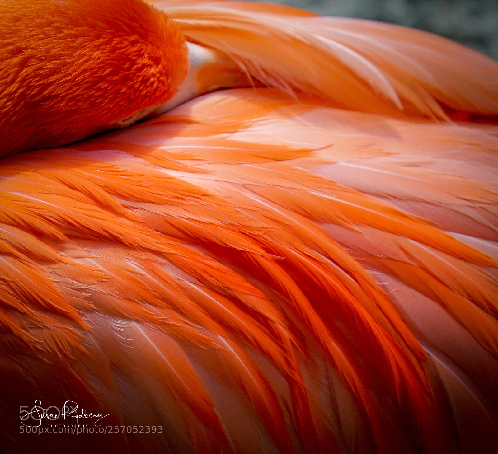 Sony a7S sample photo. Pink feathers photography