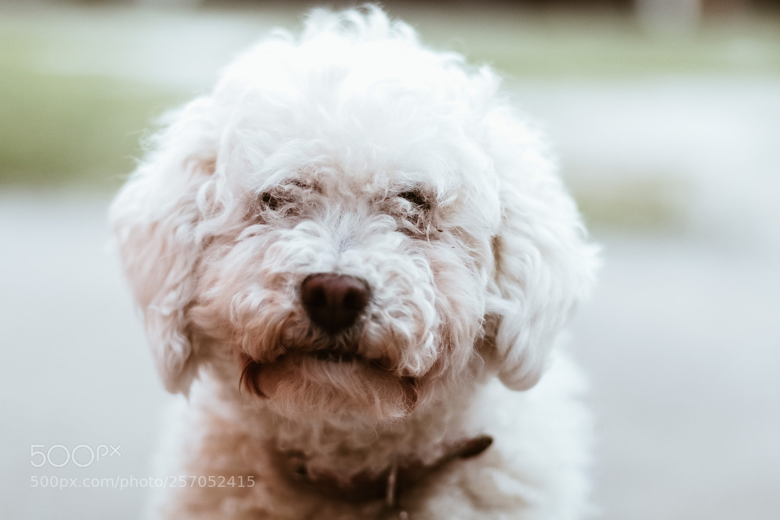 Canon EOS 80D sample photo. Serious dog photography