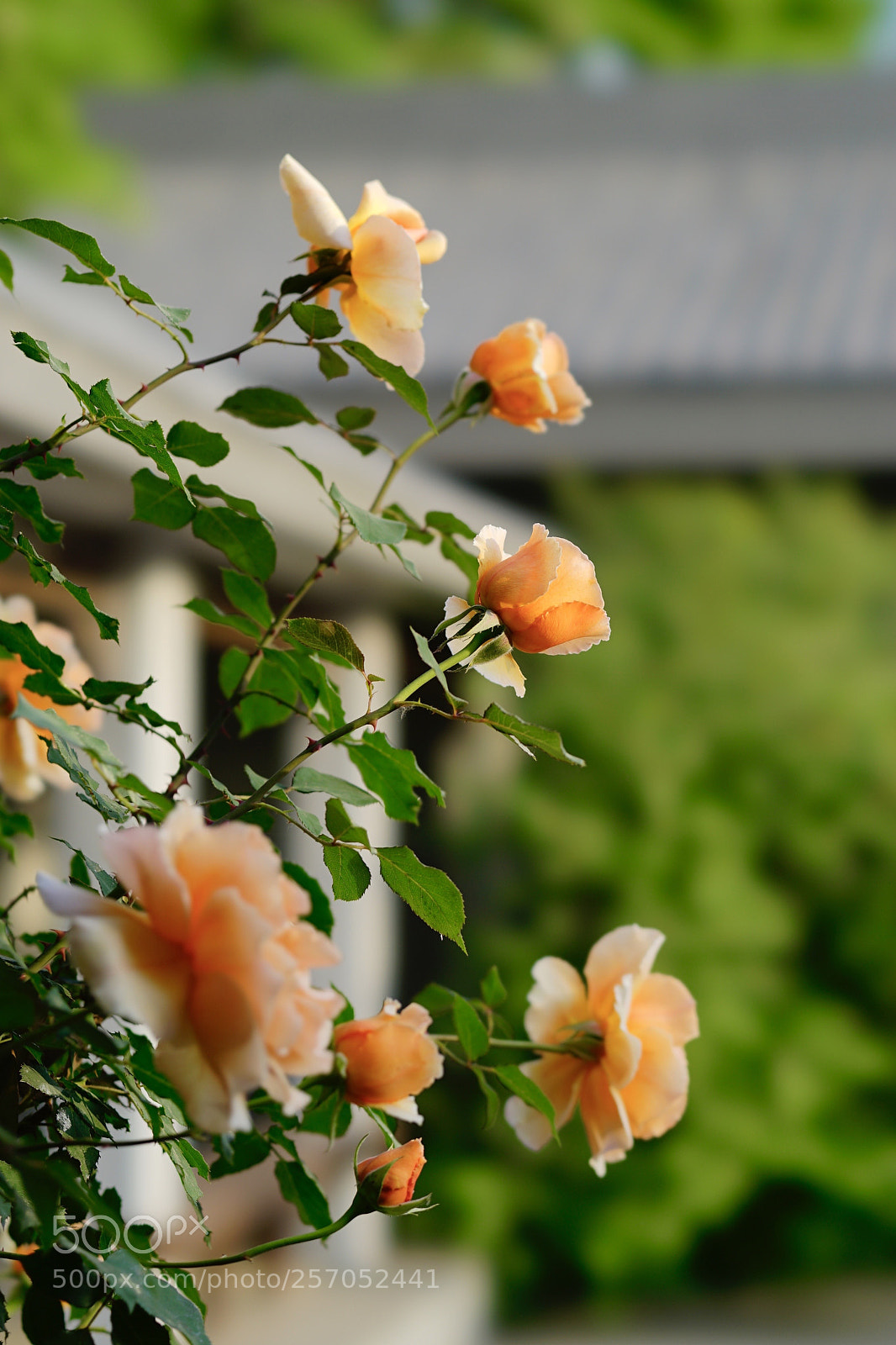 Sony a7 II sample photo. 丰硕花姿 photography