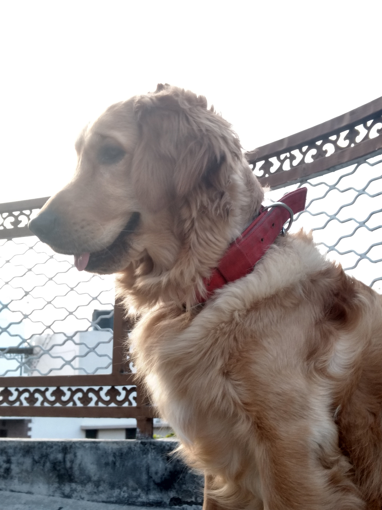 Motorola Moto Z Play sample photo. #duke#retriever photography