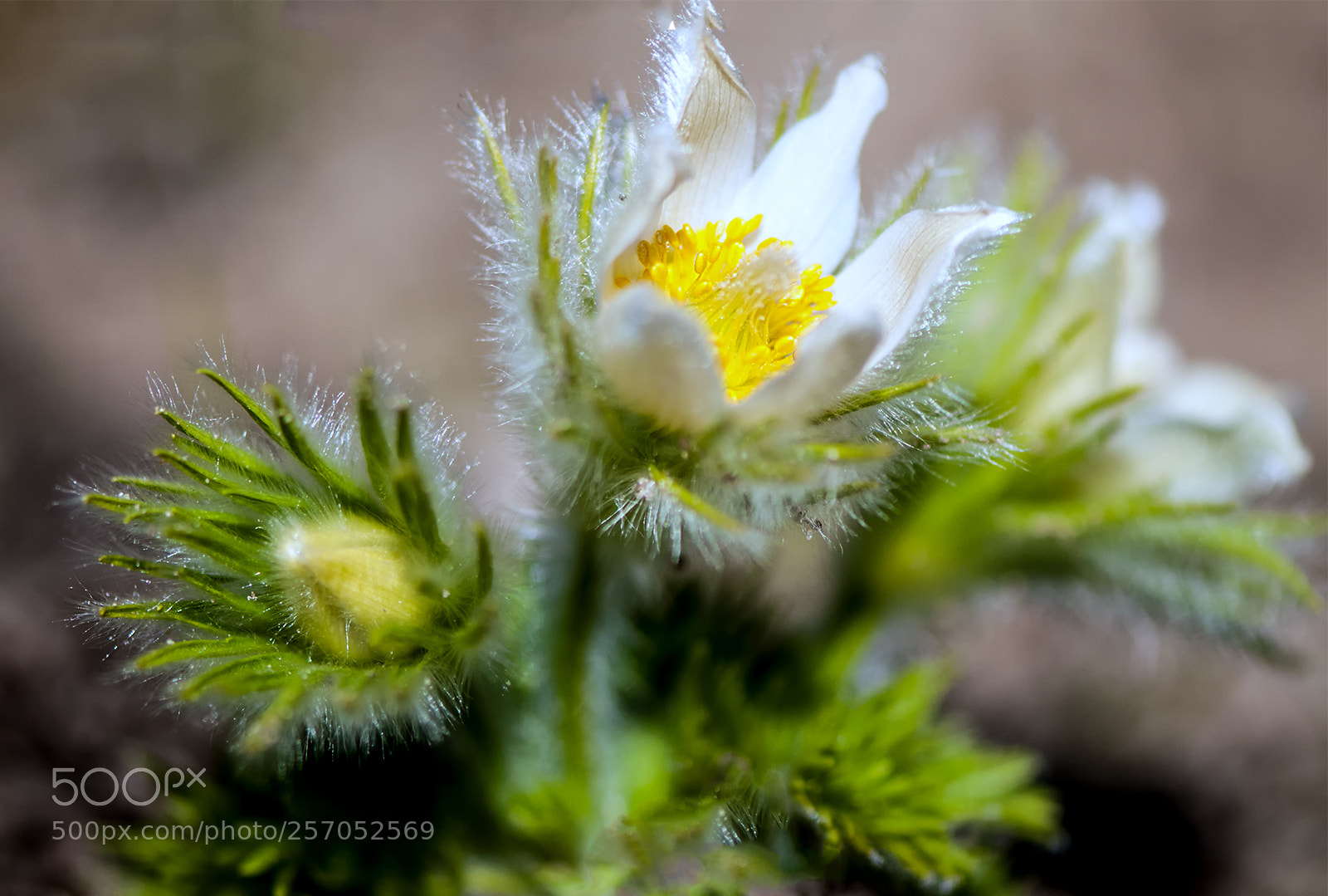 Nikon D300S sample photo. White... photography