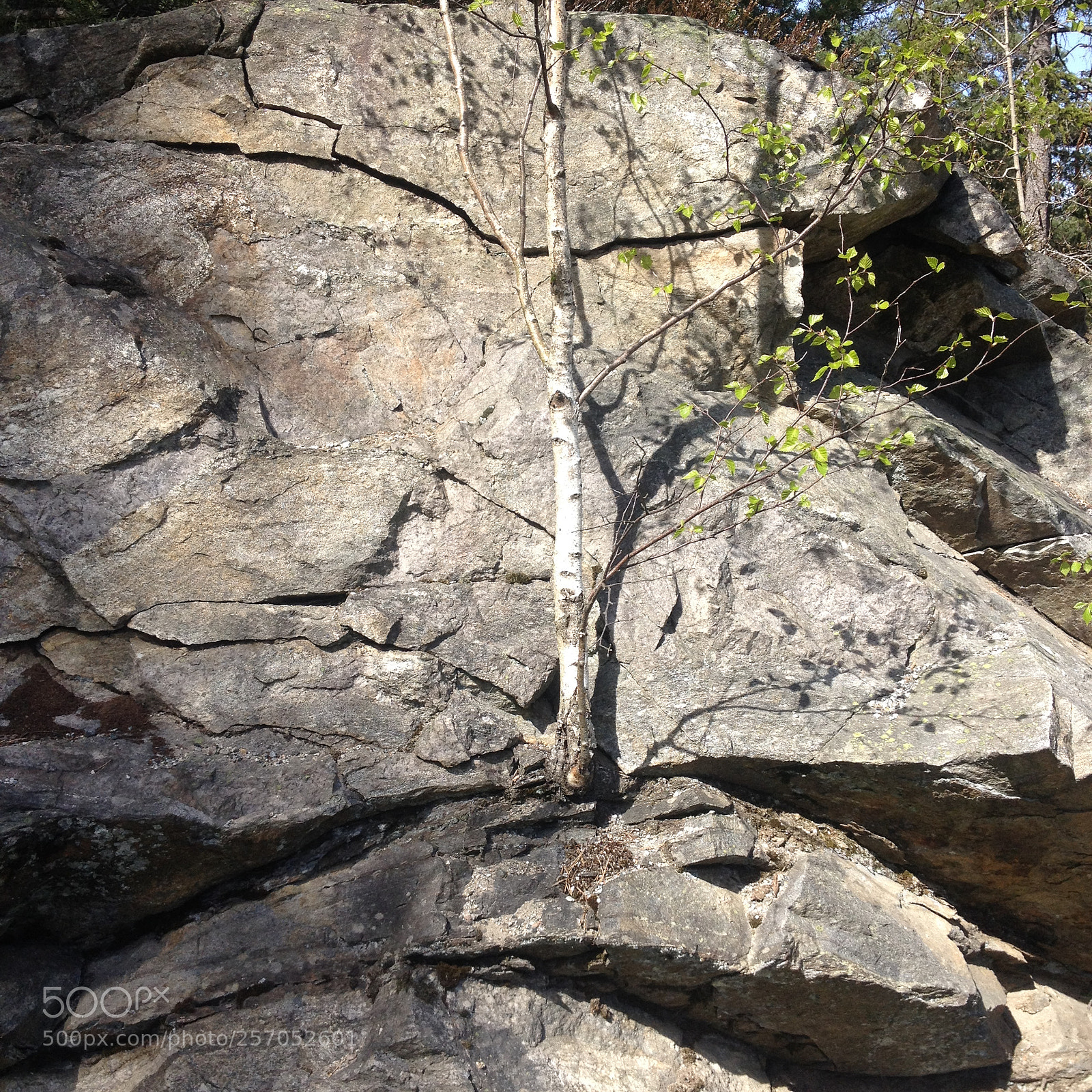 Apple iPhone 4S sample photo. []lonely tree photography