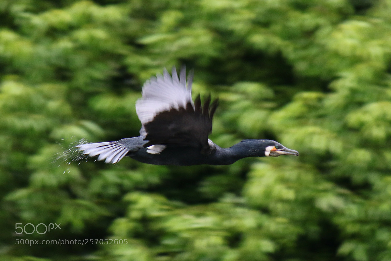 Canon EOS 7D Mark II sample photo. Wild bird photography
