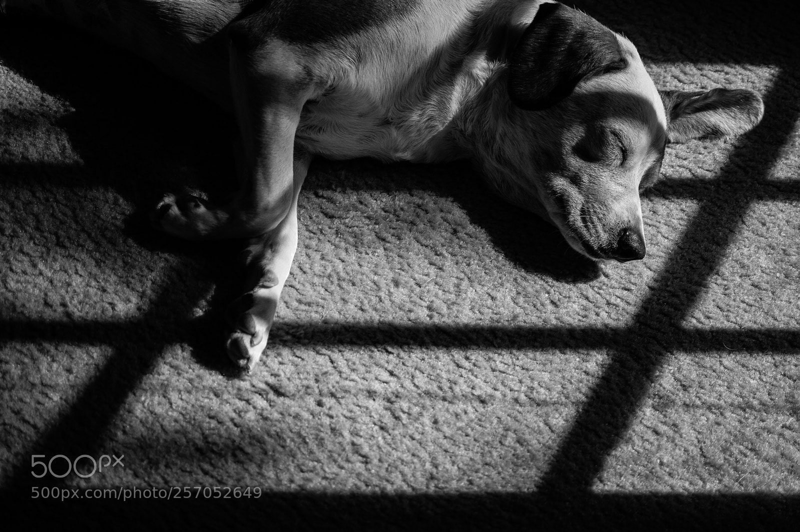 Nikon D3200 sample photo. Untitled dog photography