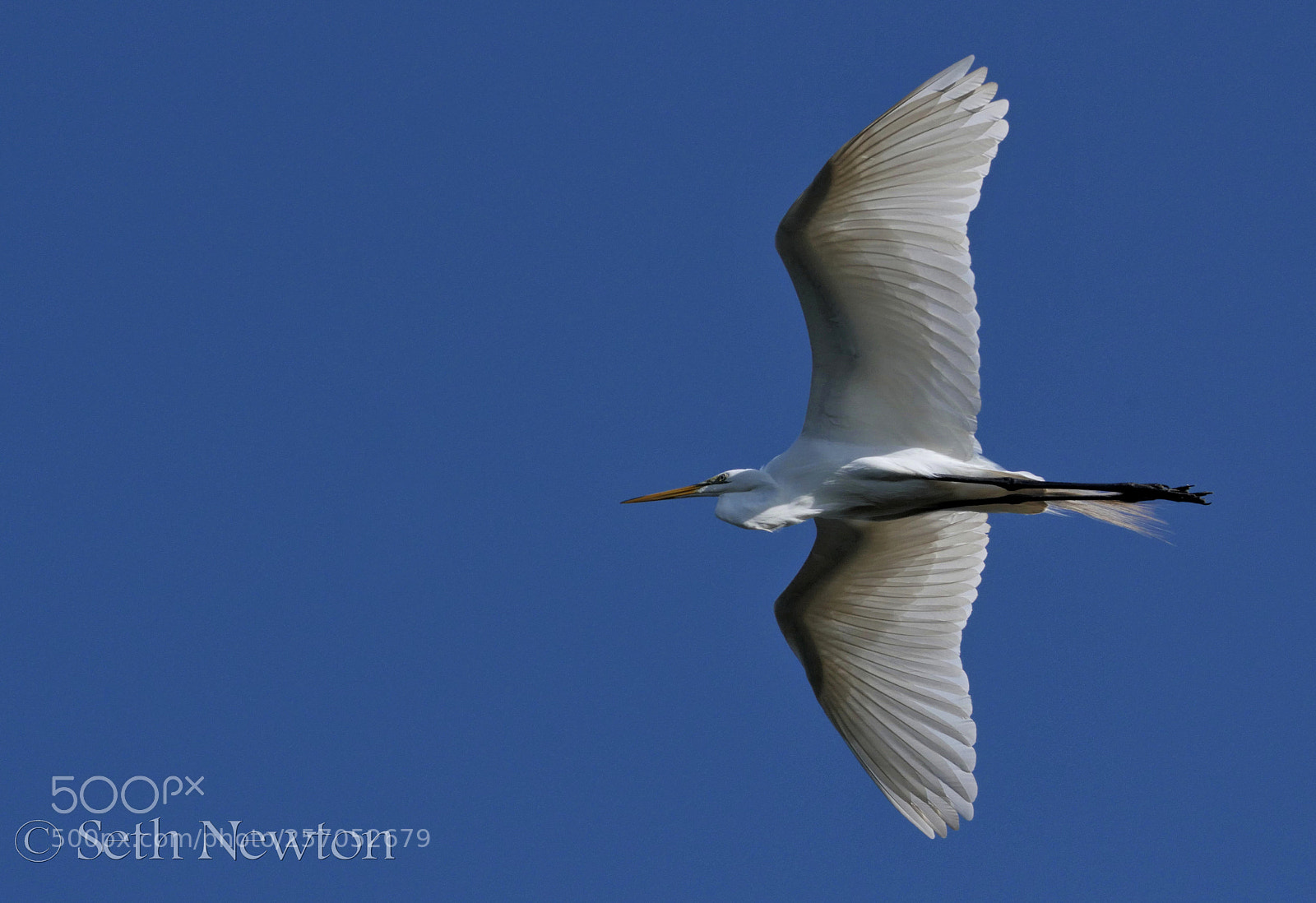 Panasonic Lumix DMC-GH4 sample photo. White wing photography