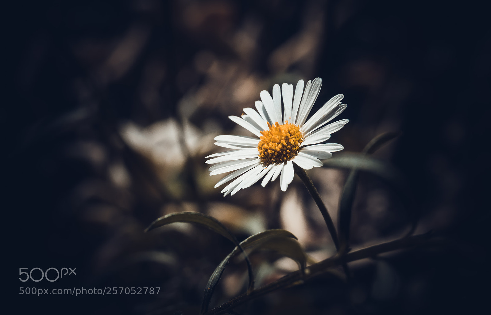Canon EOS 760D (EOS Rebel T6s / EOS 8000D) sample photo. Fantasia photography