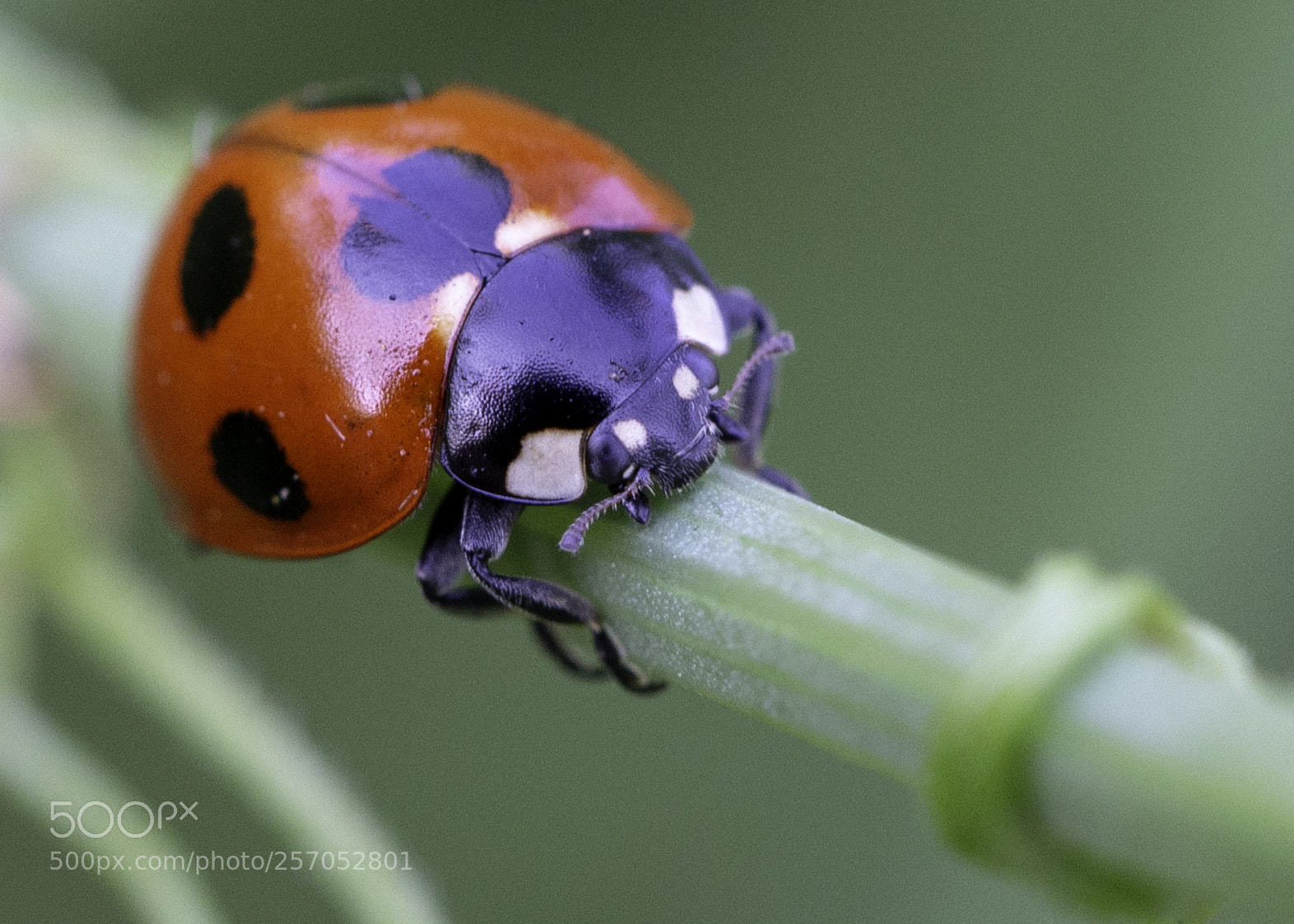 Canon EOS 6D sample photo. Ladybug photography